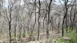 Una zona del Montnegre defoliada a l'inici de la primavera